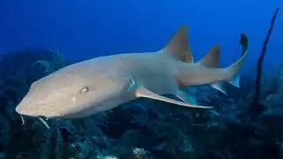 El tiburón gato no suele encontrarse en las orillas de la playa de Yucatán