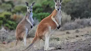 La carne de canguro podrá ser consumida por humanos y la piel usada en la marroquinería
