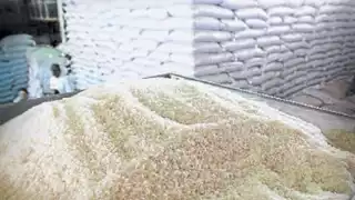 Los productores campechanos puedan sembrar este grano con semillas de mejor calidad y precios de garantía.