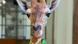 La colisión y caída resultante provocaron graves lesiones en la cabeza y el cuello de Fenn