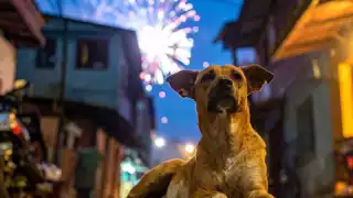 Campeche endurece sanciones por maltrato animal con uso de pirotecnia