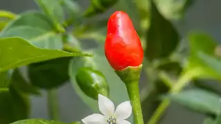   Maax iik, el chile silvestre más pequeño del mundo que crece en la Península de Yucatán    
