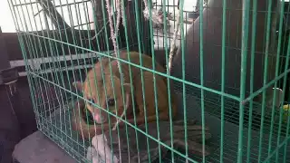 Este tipo de fauna comienza a desplazar a las especies locales, muchas endémicas