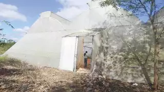 Familia busca recuperar producción de chile en Tetiz