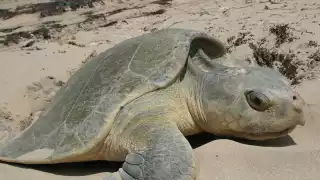 12 tortugas marinas han sido atropelladas en la carretera Champotón-Ciudad del Carmen 