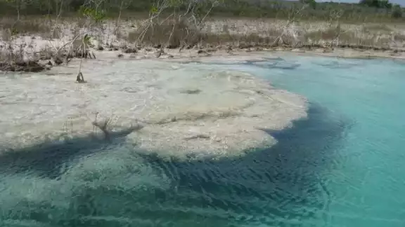 La bióloga explica que la estructura completa no es un ser vivo, sólo la “baba”, el “tapete” que está encima de la piedra