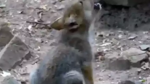 En un video se captó al cachorro cuando intentaba comunicarse con aullidos En un video se captó al cachorro cuando intentaba comunicarse con aullidos