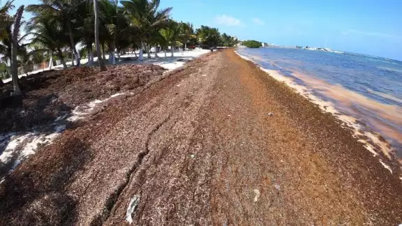 Pobladores de Mahahual se encuentran molestos debido a la falta de apoyo del alcalde Otoniel Segovia para limpiar las playas Pobladores de Mahahual se encuentran molestos debido a la falta de apoyo del alcalde Otoniel Segovia para limpiar las playas