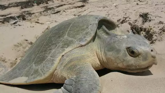 La Semabicce busca soluciones con la SICT para proteger a las tortugas durante su anidación.