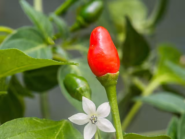 El maax iik pertenece a la misma especie botánica (Capsicum annuum) que el chiltepín, variedad con la que suele ser confundido