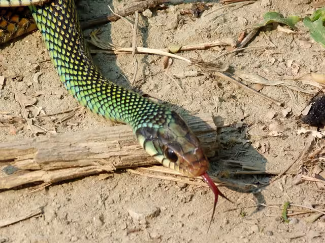 Es una serpiente cuyas escamas son verde amarillento brillante sobre un fondo reticulado romboidal
