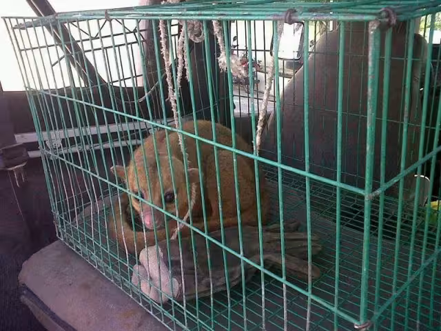 Este tipo de fauna comienza a desplazar a las especies locales, muchas endémicas