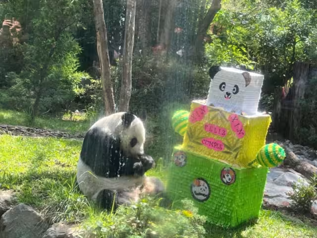 Xin Xin celebró su cumpleaños número 33 con una piñata y pastel