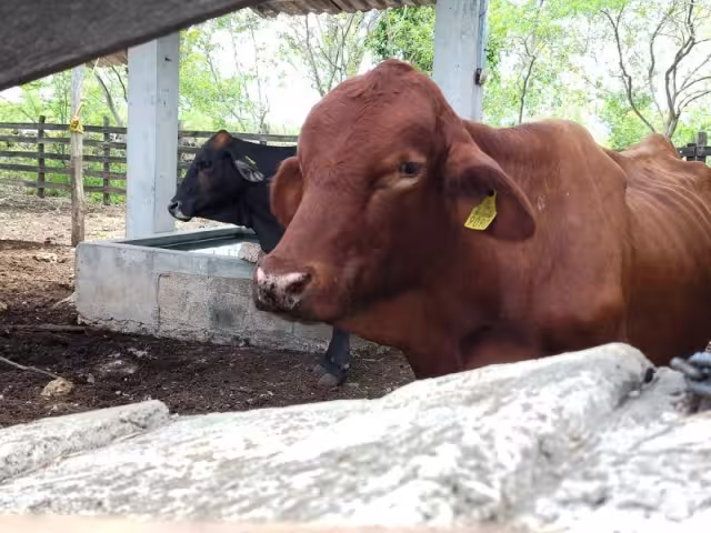 Por primera vez, se establecen objetivos, metas, acciones, presupuestos y protocolos técnicos para combatir la plaga