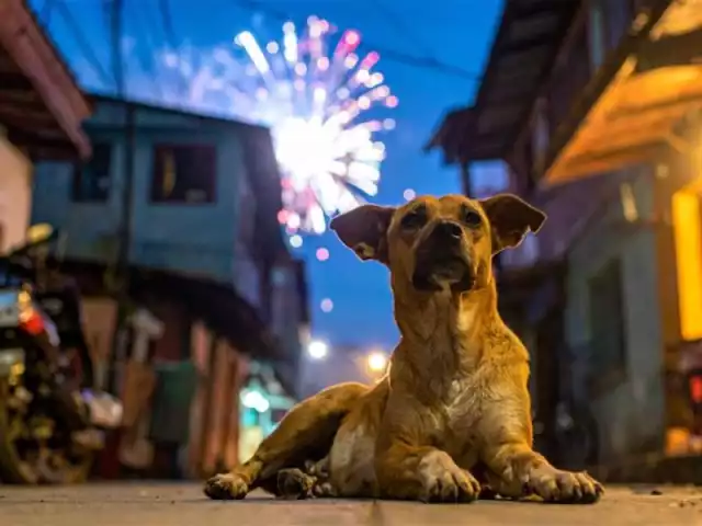 Fiscalía alerta: maltrato animal con pirotecnia ahora es delito grave en Campeche