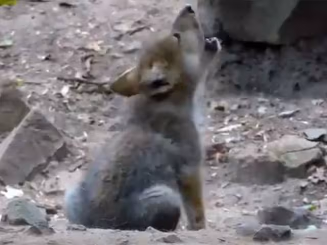 En un video se captó al cachorro cuando intentaba comunicarse con aullidos