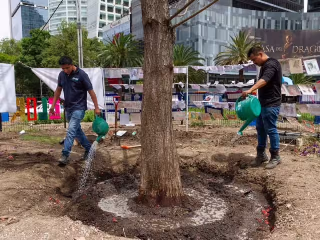 Varios factores han impactado negativamente en la salud del ahuehuete de Reforma