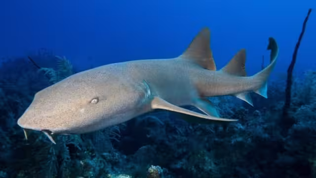 El tiburón gato no suele encontrarse en las orillas de la playa de Yucatán