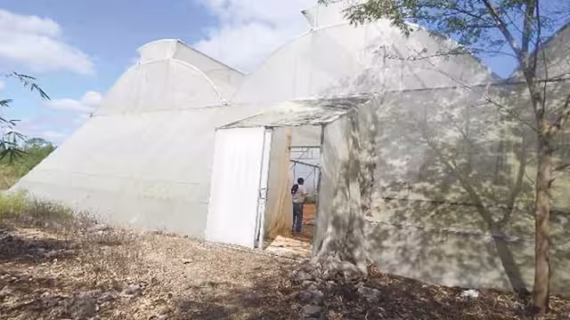 Familia busca recuperar producción de chile en Tetiz