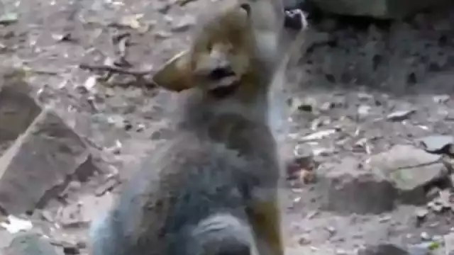 En un video se captó al cachorro cuando intentaba comunicarse con aullidos