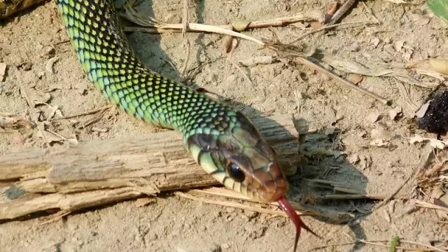 La forma de su cabeza es uno de los rasgos principales para diferenciarlas