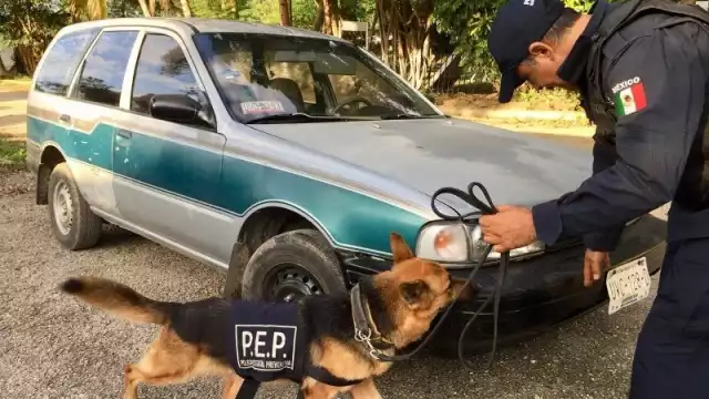 Los perros policía dan mayor confianza a los habitantes de Quintana Roo