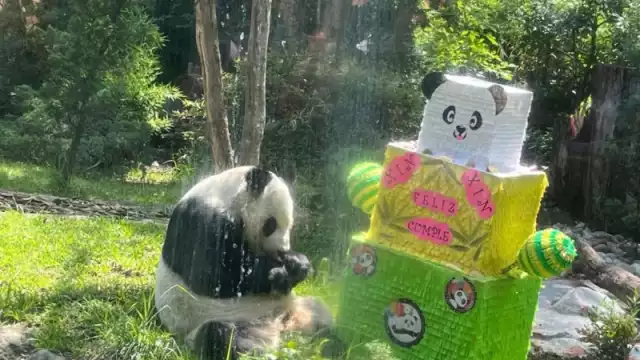 Xin Xin celebró su cumpleaños número 33 con una piñata y pastel
