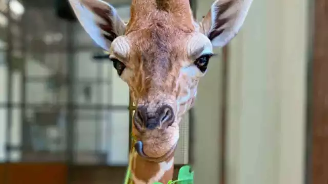 La colisión y caída resultante provocaron graves lesiones en la cabeza y el cuello de Fenn