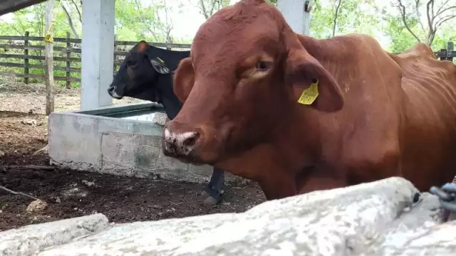 Por primera vez, se establecen objetivos, metas, acciones, presupuestos y protocolos técnicos para combatir la plaga