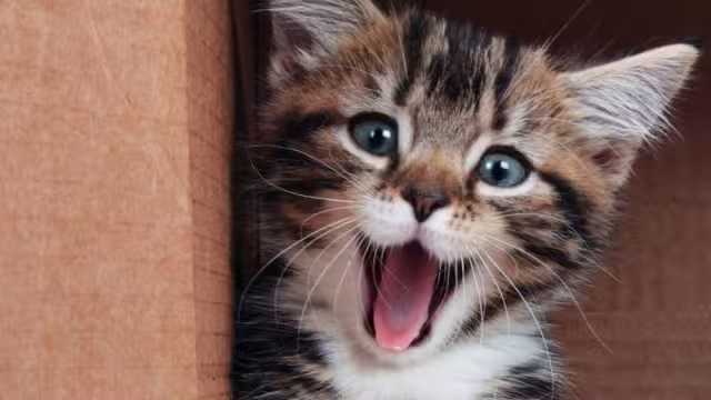 Algunos de estos michis tienen aspectos extraños y hasta temibles, pero la mayoría son adorables y resultan una excelente compañía