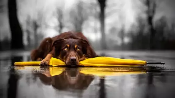 Los alimentos y un refugio es esencial para una mascota durante el mal clima Los alimentos y un refugio es esencial para una mascota durante el mal clima