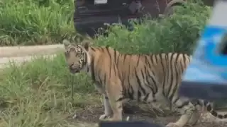 Es posible que este animal haya escapado de alguna propiedad en la zona, donde era mantenido en cautiverio