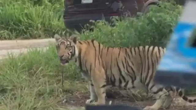 Es posible que este animal haya escapado de alguna propiedad en la zona, donde era mantenido en cautiverio