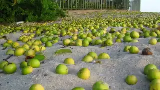 El Guinness World Records, nombro al Manzanillo de Playa como el árbol más peligroso del mundo.