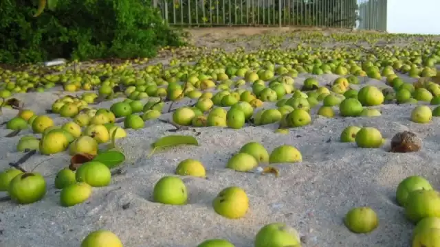 El Guinness World Records, nombro al Manzanillo de Playa como el árbol más peligroso del mundo.