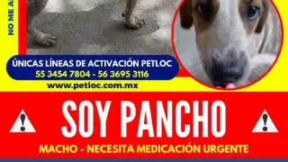 Extravío de perros aumentó debido al uso de la pirotecnia durante fiestas navideñas en Cancún