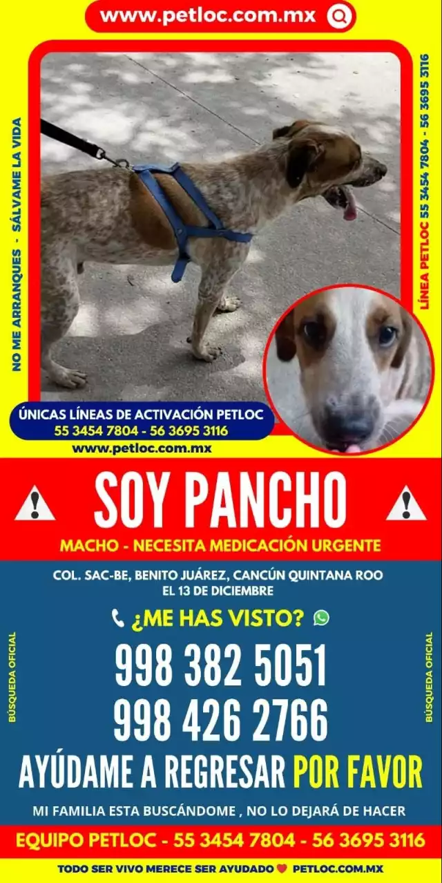 Animalistas comentaron que los canes no sólo huyen, sino que tiemblan, jadean y esconden