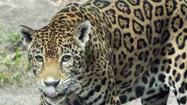 El 84% de estos felinos habitan las selvas altas del área; el resto se halla en las partes bajas