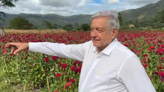 El presidente Andrés Manuel López Obrador resalta la temporada de flores con motivo del Día de Muertos