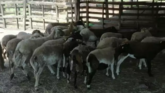 Reportan avistamiento de coyotes en Bacalar