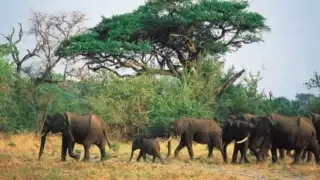 Un cazador de elefantes murió aplastado por una manada en Sudáfrica