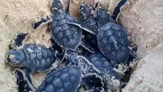 Conanp inicia  investigación por sustracción ilegal de crías de tortuga marina en Cozumel
