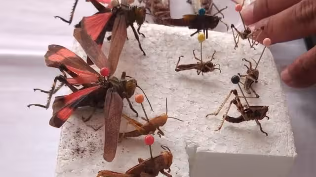 Terminará el año y no se prevé que la plaga regrese al territorio