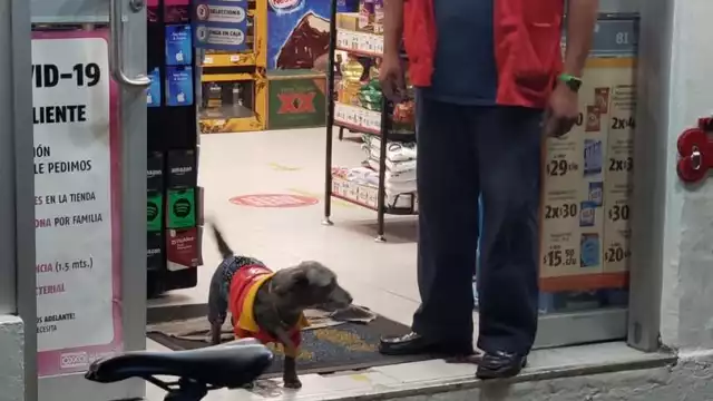 Un empleado del Oxxo llevó a su perrita al trabajo porque no tenía dónde dejarla