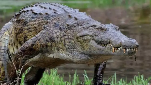 Se presume que el cocodrilo salió de su hábitat a buscar alimento