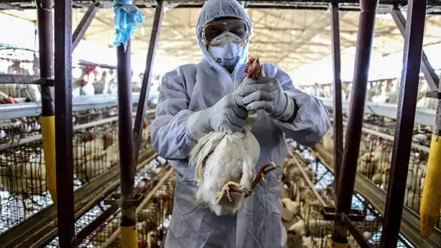 Hasta el momento en México, la IAAP AH5N1 ha afectado a 5.5 millones de aves