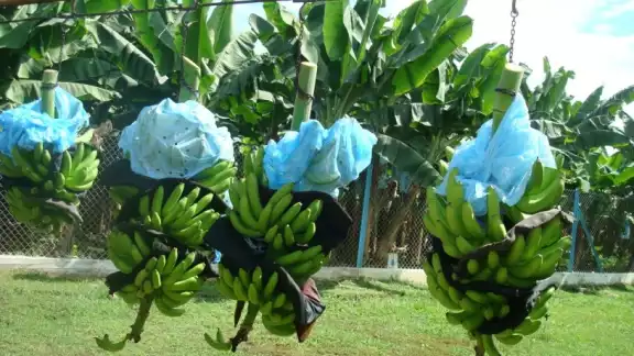 Chiapas es el mayor productor de plátano con más de 701 mil toneladas anuales Chiapas es el mayor productor de plátano con más de 701 mil toneladas anuales