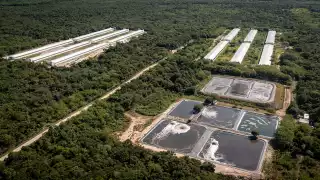 Este es el pueblo de Yucatán donde hay más cerdos que gente
