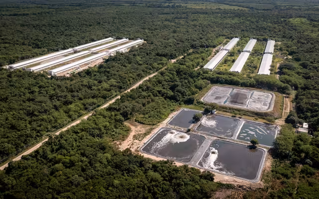 Este es el pueblo de Yucatán donde hay más cerdos que gente