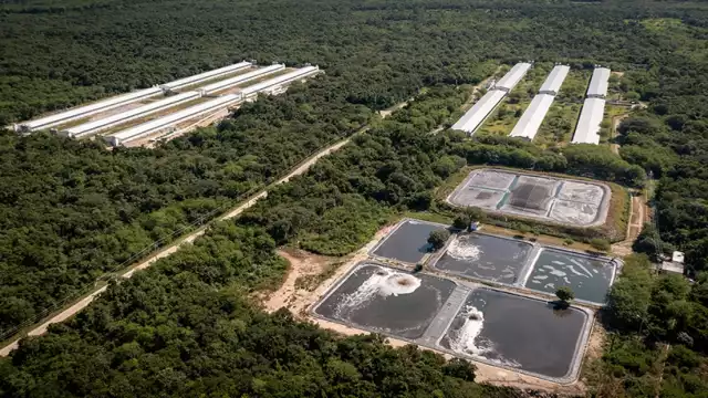 Este es el pueblo de Yucatán donde hay más cerdos que gente